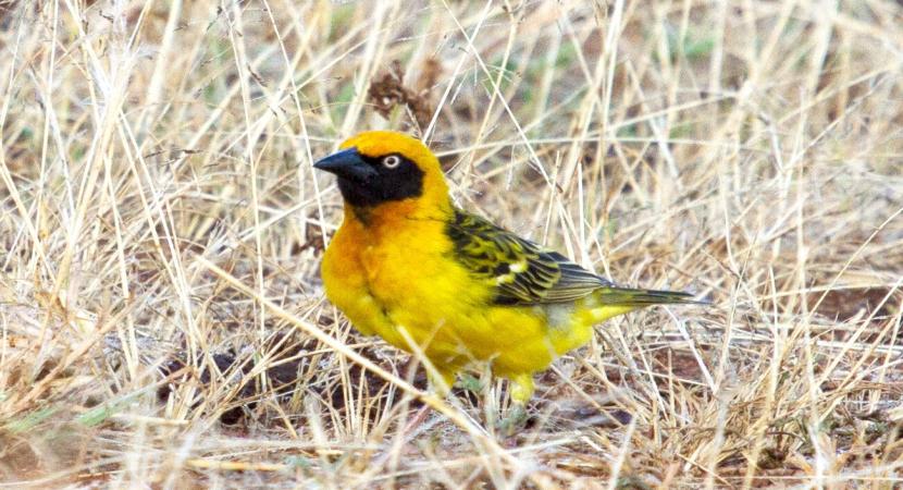 Birding from Nairobi to the Coast