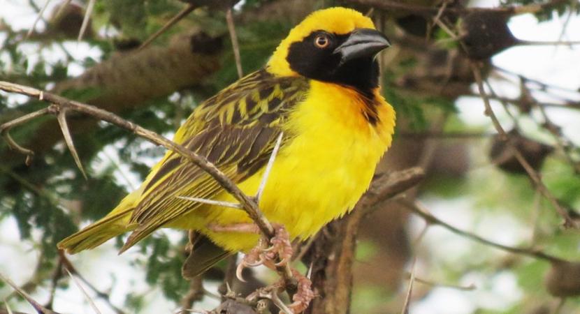 10 days birding in Central Kenya