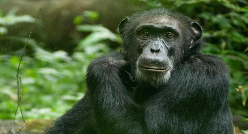 Lake Victoria special birding and northern Tanzania parks -14 days