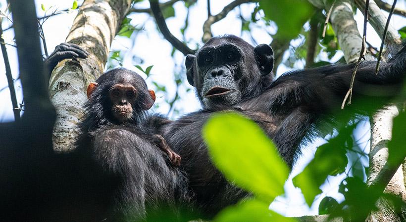 Bwindi Impenetrable Gorilla Forest Expedition
