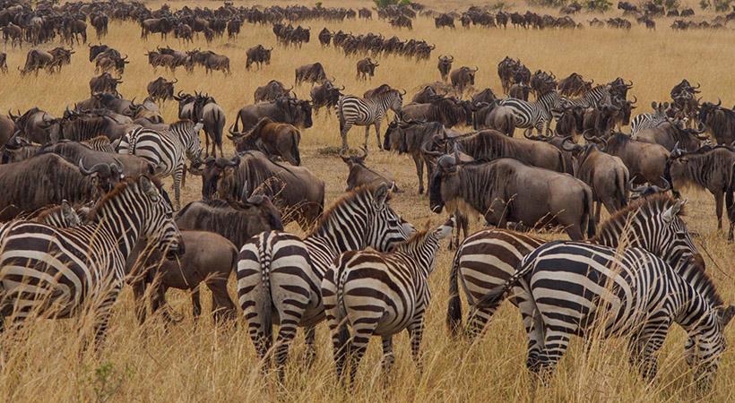 Serengeti Great Migration & Ngorongoro Crater
